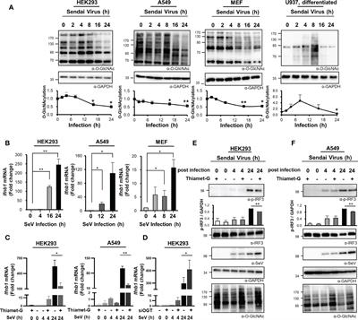 O-Linked N-Acetylglucosamine Modification of Mitochondrial Antiviral Signaling Protein Regulates Antiviral Signaling by Modulating Its Activity